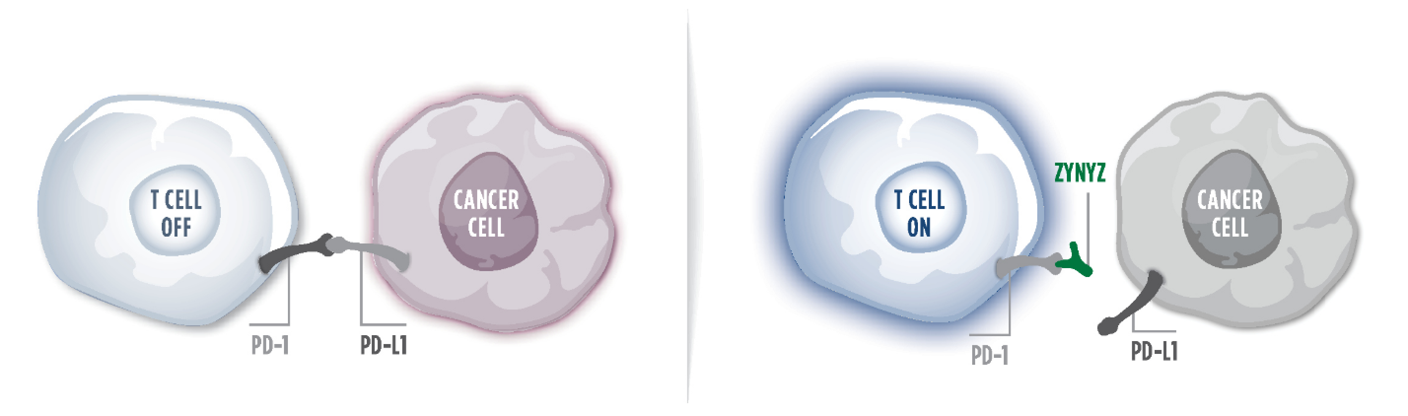 Graphic showing ZYNYZ working to block PD-L1 and PD-1 binding in cells.