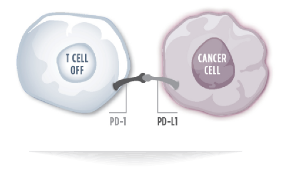 Graphic showing ZYNYZ working to block PD-L1 and PD-1 binding in cells.