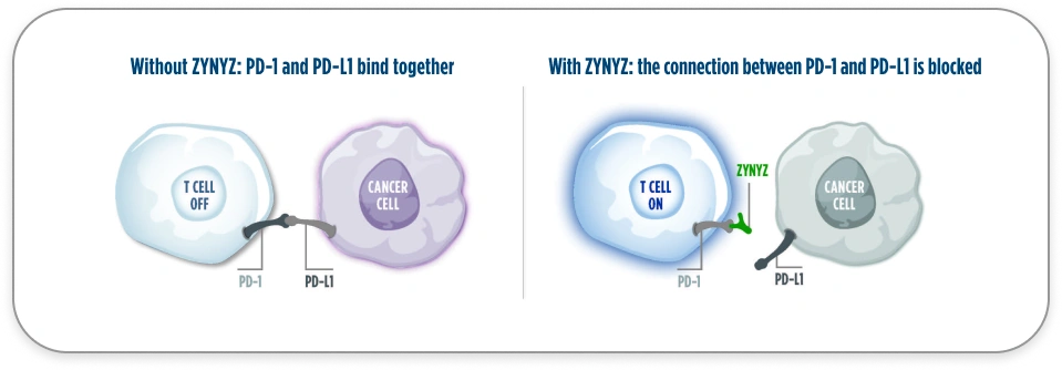 Image of a T cell and a cancer cell binding. Image of ZYNYZ blocking a cancer cell from binding to a T cell